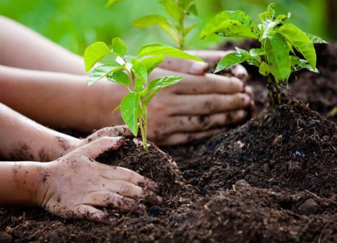 projeto-plantio-mudas